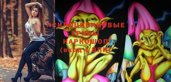 сатива Новозыбков